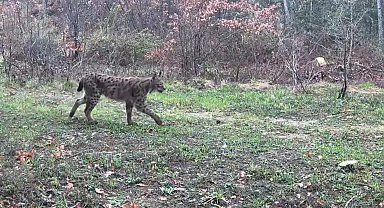 Karabük'te vaşak, domuzlar ve tavşan fotokapanla görüntülendi