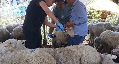 Karpuzlu'da küçükbaş hayvanlar kayıt altına alınıyor