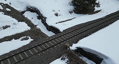Kars'ta drone ile karşılaşan boz ayı kamerada: Merak, tedirginlik ve kaçış