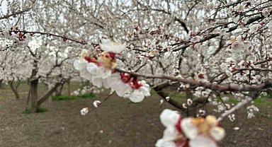 Kars'ta kayısı bahçeleri beyaza büründü: Bereketli sezon umudu