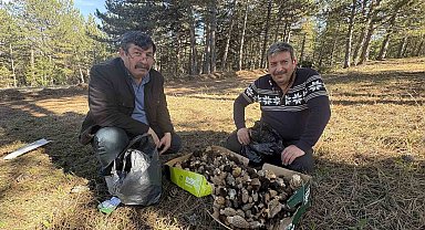 Kastamonu ormanlarında kuzugöbeği mantarı bolluğu