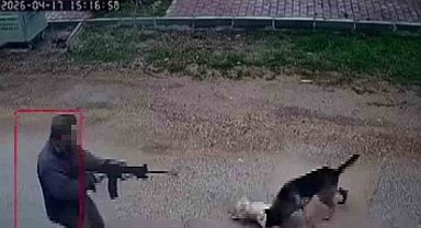 Kavga eden sokak köpeklerine tüfekle ateş edip bir köpeği öldürdü