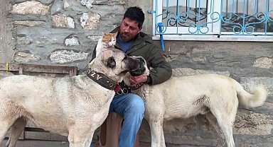 Kedi ile Kangal köpeklerinin dostluğu görenleri şaşırtıyor