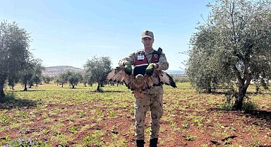 Kilis'te yaralı kızıl şahin bulundu