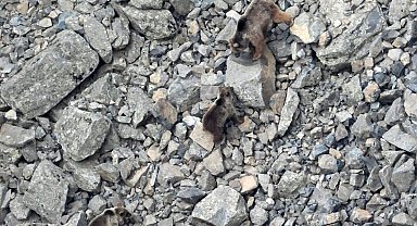 Kış uykusundan uyanan ayı ailesi kameralara yansıdı