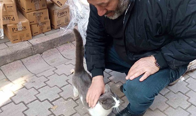 Köpeklerden kaçan kedinin imdadına itfaiye yetişti