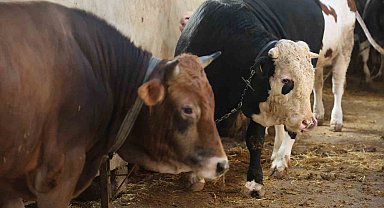 Kurbanlık alacaklara "yaş" uyarısı