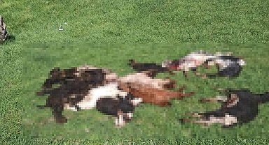 Kütahya'da kurtlar girdikleri ağılda 25 küçükbaş hayvanı telef etti