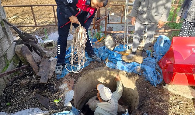 Kuyuya düşen buzağı zorlu çalışmayla kurtarıldı