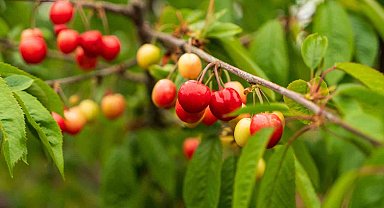Kuzey yarımkürenin ilk kirazı rekor fiyatla satıldı