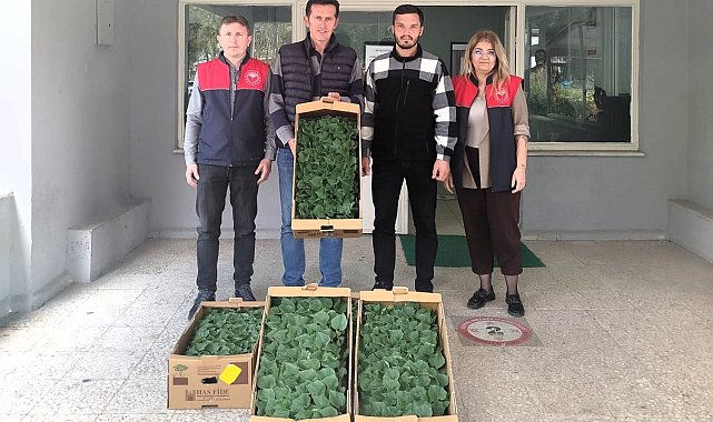 Lüleburgaz'da çiftçiye hıyar fidesi dağıtıldı