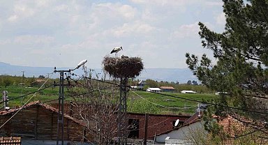 Malatya'da baharın müjdecisi leylekler yuvalarına dönüyor