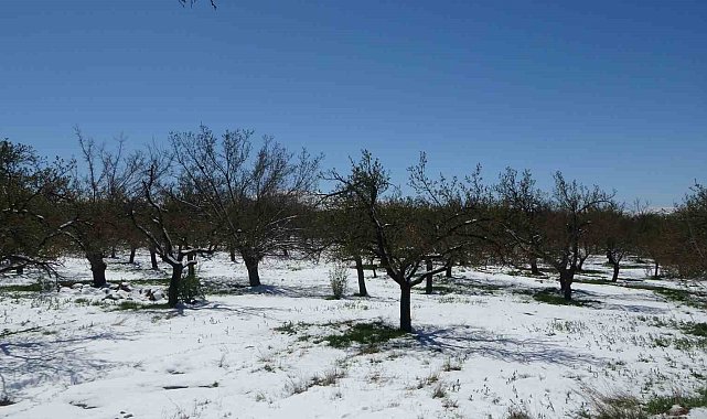 Malatya'da kayısıda don endişesi
