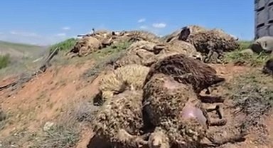 Malatya'da küçükbaş hayvan yüklü tır devrildi: 2 kişi yaralandı, 80 koyun telef oldu