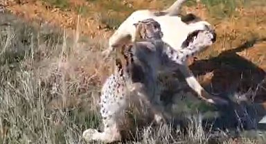 Malatya'da vaşak-köpek kavgası kamerada