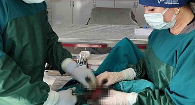 Mardin Hayvan Bakımevinde köpekteki 1 kiloluk tümör operasyonla alındı