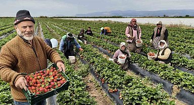 Mersin'de açıkta çilek hasadı başladı: İç pazarda kilogramı 65 ile 75 TL arasında