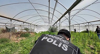 Mersin'de seraya baskın: Binlerce kök Hint keneviri ele geçirildi