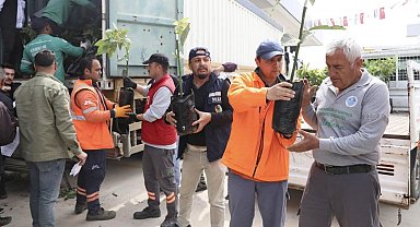 Mersin'de üreticiye avokado fidanı ve destek dağıtımı