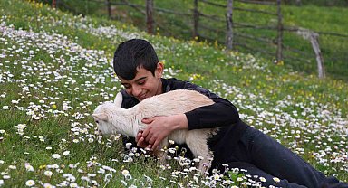 Minik çobanlar Lapseki'de kıyasıya yarışacak