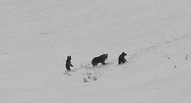 Munzur Dağları'nda anne ayı ve yavruları kamerada