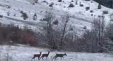 Nadir misafirler kar altında görüntülendi: Refahiye'de kızıl geyik heyecanı