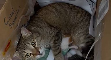 Okulun maskot kedisi yavrularını öğretmenler odasına taşıdı