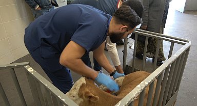 OMÜ Hayvan Hastanesi 2025'te 30 binden fazla vakaya müdahale etti