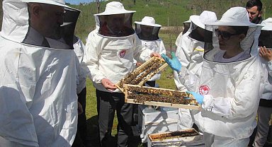 Ordu'da kraliçe arı hamlesi: Arıcılar hem üretecek hem satacak