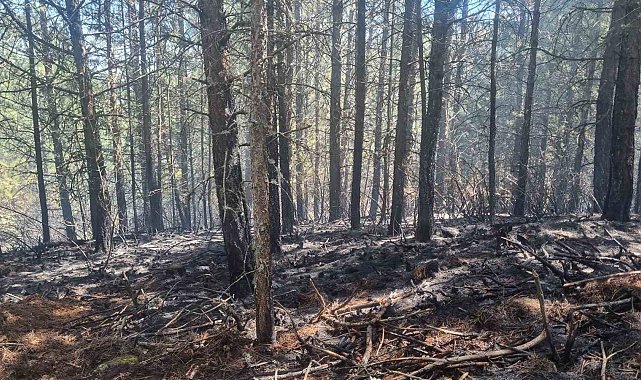 Orman yangını kontrol altına alındı