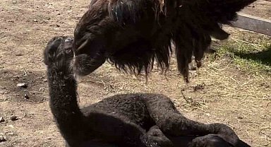 Ormanya'da doğan yavru deve için renkli kutlama