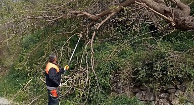 Osmaniye'de fırtına etkili oldu, devrilen ağaçlar yolları kapattı