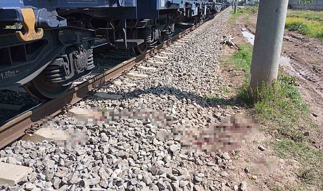 Osmaniye'de yük treninin çarptığı kişi yaralandı