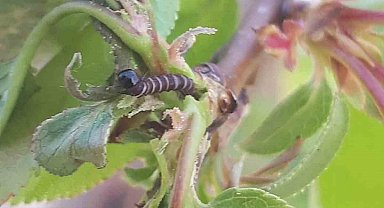 Salihli'de üreticiye kritik uyarı! Meyve ağaçlarında hastalık alarmı