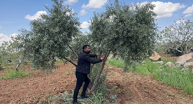 Şanlıurfa'da zeytin üreticilerine kritik uyarı