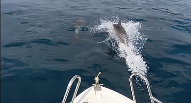 Saros Körfezi'nde yunuslar tekne ile yarıştı