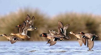 Savcının objektifinden yaban hayatı