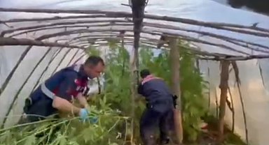 Serayı uyuşturucu tarlasına çevirmiş