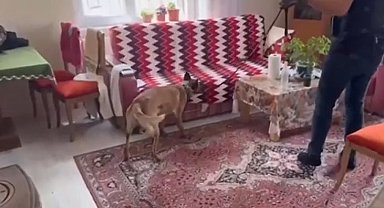 Silah tacirlerine operasyon: Çok sayıda silah ve uyuşturucu ele geçirildi