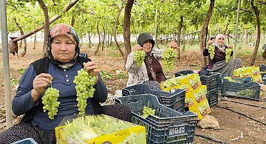 Silifke'de sezonun ilk üzümü hasat edildi, kilosu 600 TL'den ihraç edildi