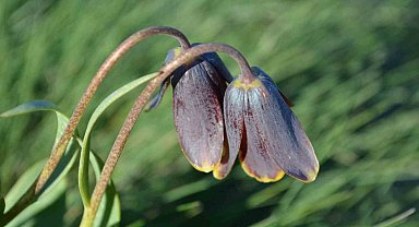 Simav Dağı rengârenk ters lalelere ev sahipliği yapıyor