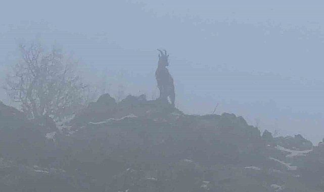 Sisli havada dağ keçileri eşsiz görüntüler oluşturdu