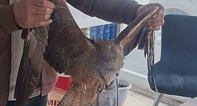 Sivas'ta yaralı bulunan Kızıl şahin koruma altına alındı