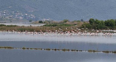 Su altında kalan arazilerde flamingolar görsel şölen oluşturdu