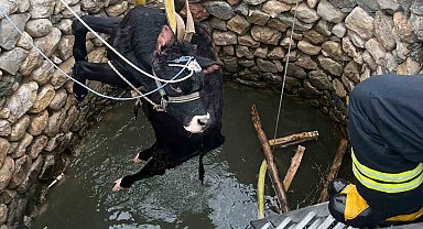 Su kuyusuna düşen inek itfaiye ekiplerince kurtarıldı