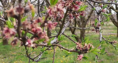 Sultandağı'nda kayısı ve erikleri don vurdu, kiraz kurtuldu