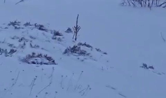 Sürüye saldıran kurt kangal köpeği tarafından engellendi