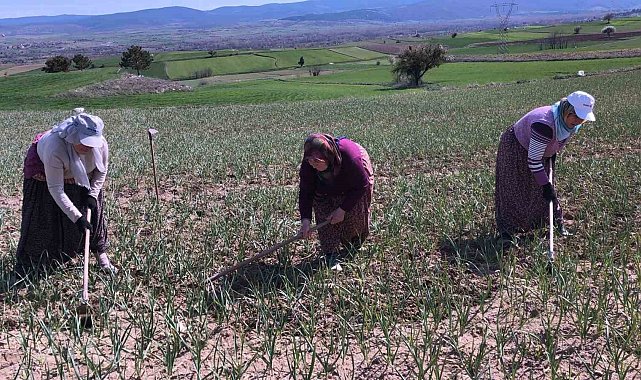 Taşköprü sarımsağı tarlalarındaki zararlı otları tek tek topluyorlar