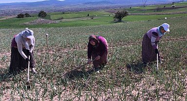 Taşköprü sarımsağı tarlalarındaki zararlı otları tek tek topluyorlar