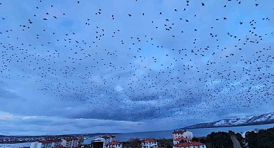 Tatvan'da gökyüzünü kaplayan binlerce kuş görsel şölen sundu